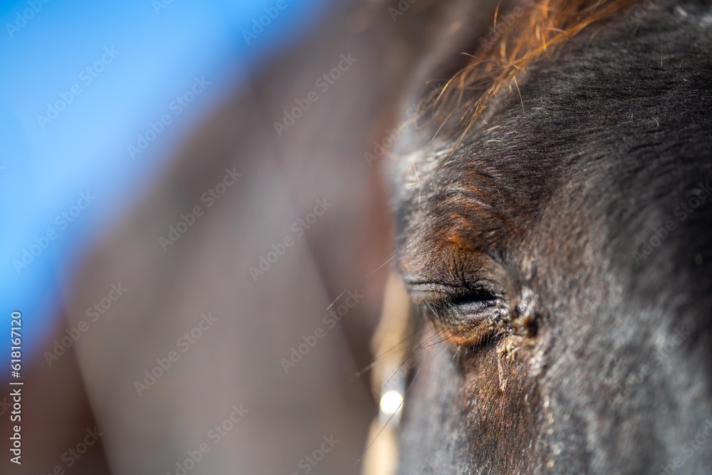 close up of a horse eye and eye lashes in a field