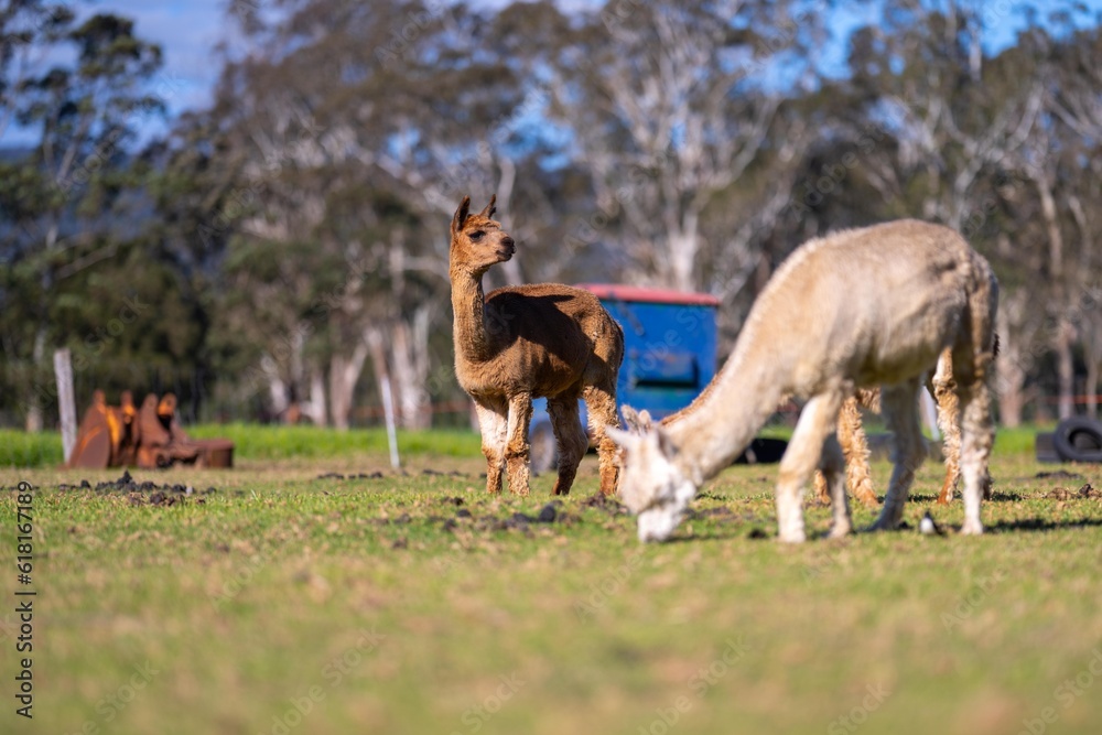 herd of alpaca, alpacas grazing in a field. white llama in a meadow in australia herd of alpaca, alpacas grazing in a field. white llama in a meadow in australia