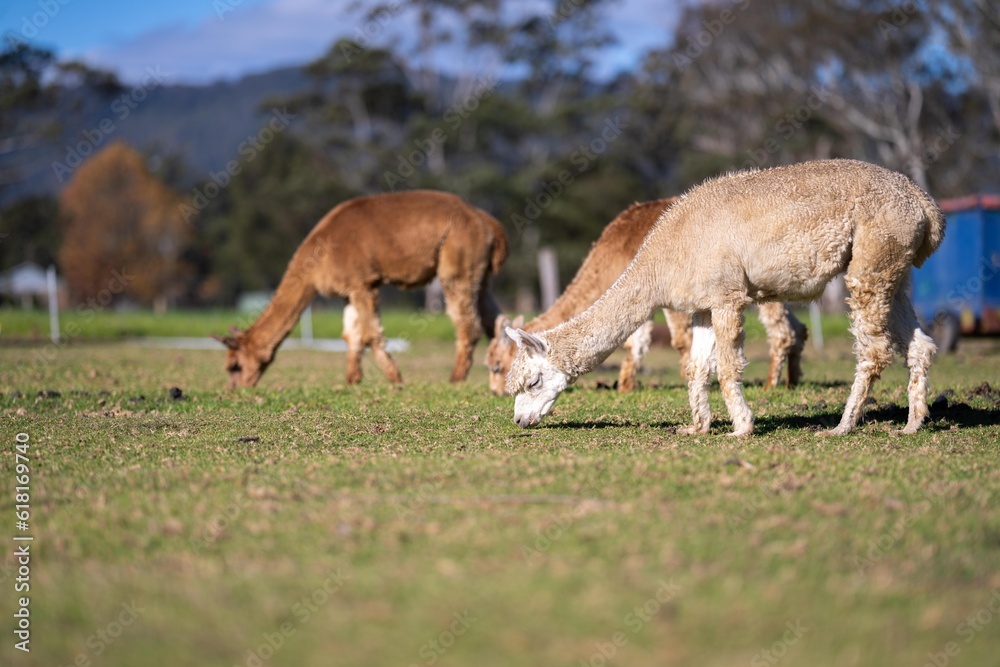 herd of alpaca, alpacas grazing in a field. white llama in a meadow in australia