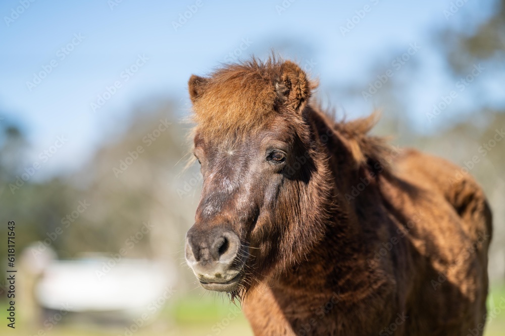 brown pony and miniature horse close up in a field in australia
