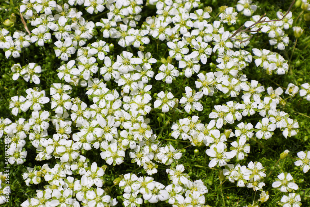 Tiny flowers background. Tiny flowers background.