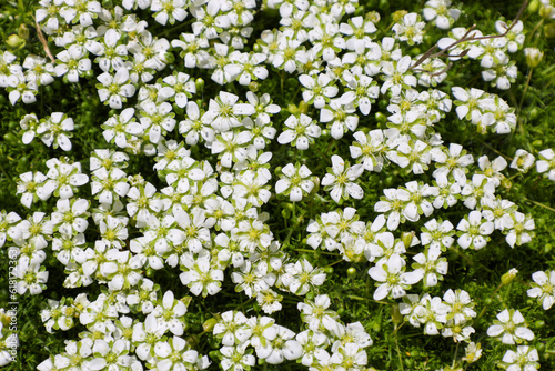 Fototapeta Naklejka Na Ścianę i Meble -  Tiny flowers background.