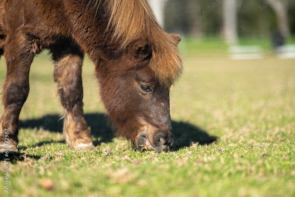 brown pony and miniature horse close up in a field in australia brown pony and miniature horse close up in a field in australia