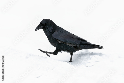 An adult Raven walking through the snow