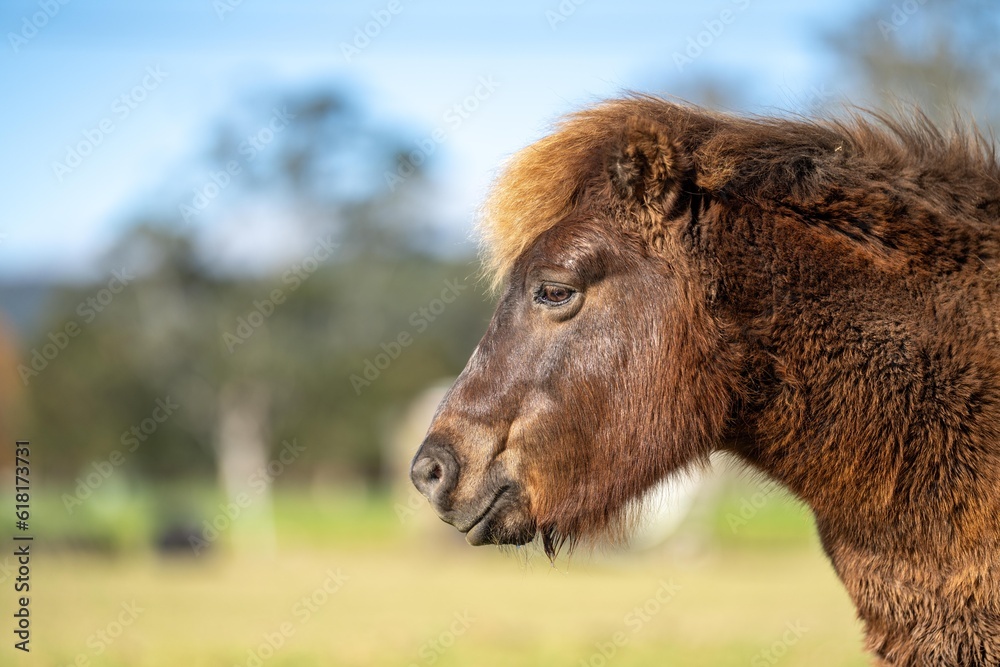 brown pony and miniature horse close up in a field in australia brown pony and miniature horse close up in a field in australia