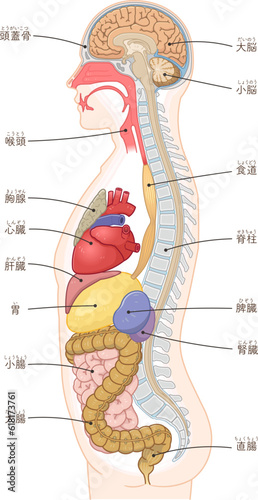 人体図　側面　横むき　内臓のイラスト