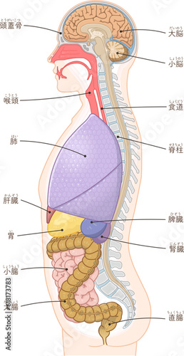 人体図　側面　横むき　内臓のイラスト
