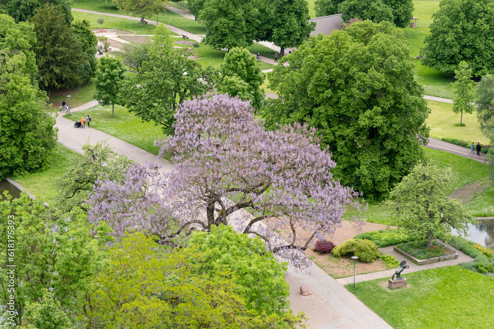 aerial with blossonig tree in urban park, Stuttgart