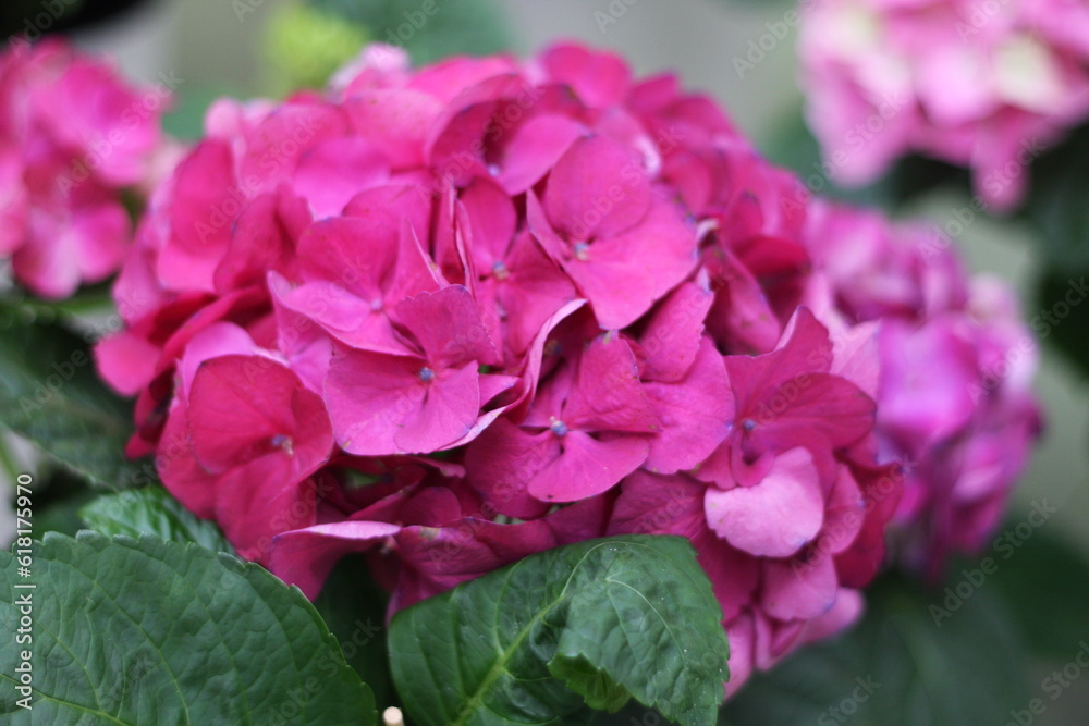 pink rose bush