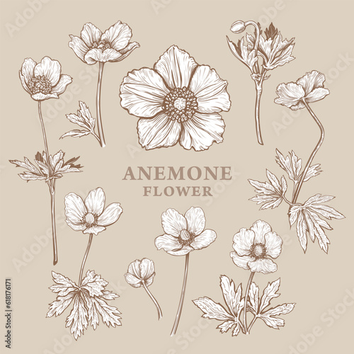 Fototapeta Naklejka Na Ścianę i Meble -  Set of hand drawn Anemone flower or windflower. Vector illustration of plant elements for floral design. Sepia sketch of flowers isolated on a beige background. Beautiful bouquet of Anemone sylvestris