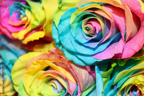 Closeup of beautiful rainbow roses