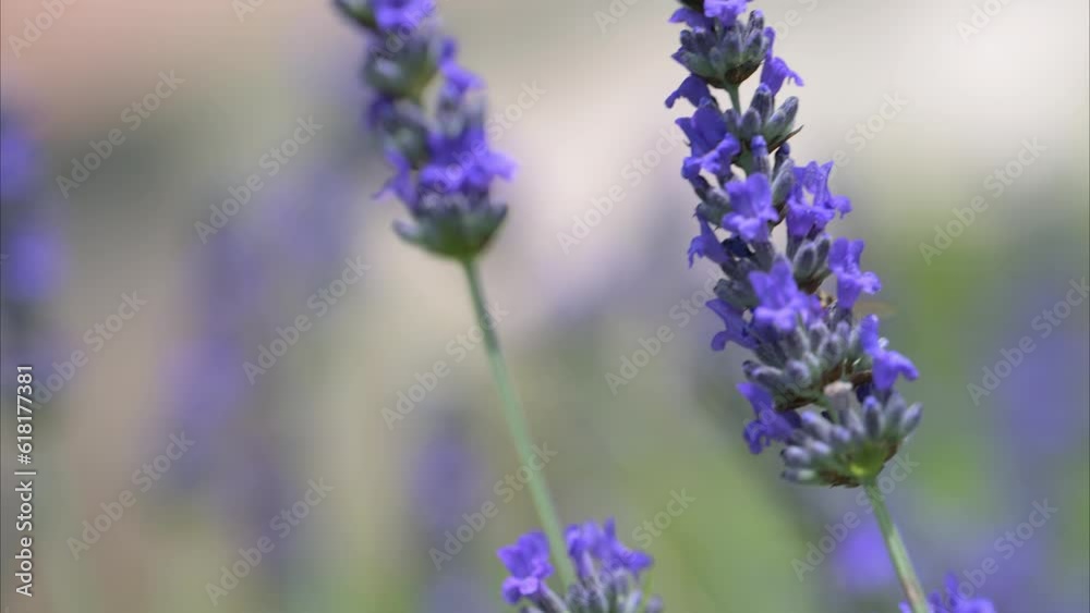 Campo di lavanda farfalle e api Campo di lavanda farfalle e api