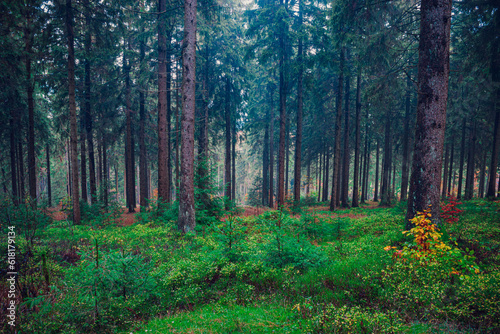 misty evergreen forest