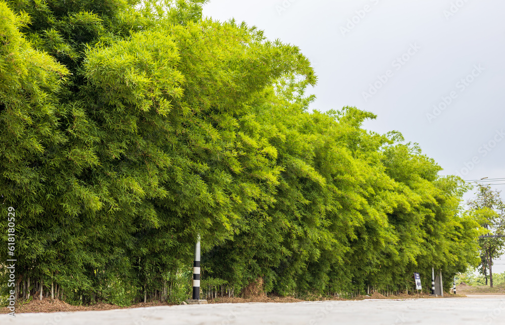 Scenery of bamboo groves fertile with many small green leaves growing. Scenery of bamboo groves fertile with many small green leaves growing.