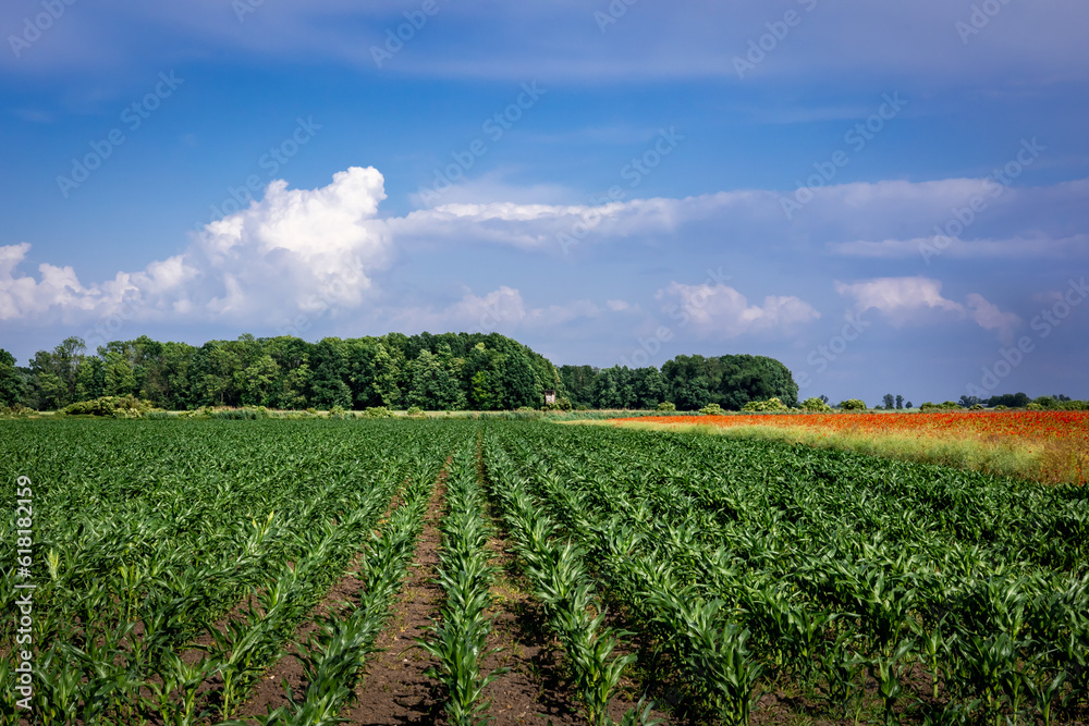 A green agriculture field of corn and poppy flowers in springtime. Forest in background, blue sky. 