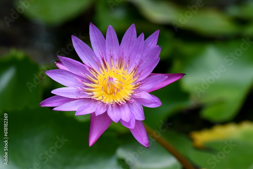 Beautiful pink water lily(Lotus) with green leaves in the pond.