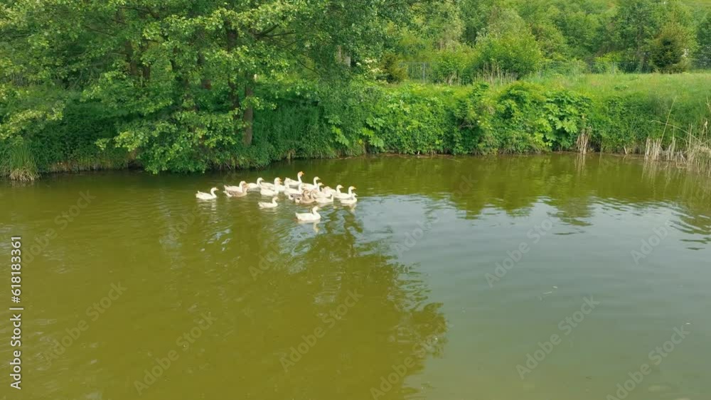 A large flock of ducks swims across the lake. Raising ducks at home. Agricultural economy A large flock of ducks swims across the lake. Raising ducks at home. Agricultural economy