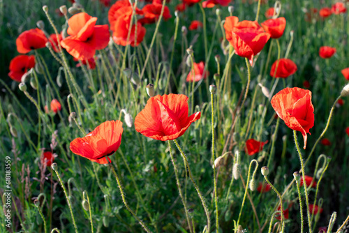 Red poppies field  beautiful poppy flowers moving from wind. Herbal blossom photo