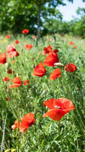Red poppies field, beautiful poppy flowers moving from wind. Herbal blossom photo