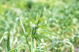 Close-up cannabis leaf, wild hemp photo. Natural drug for medical aims