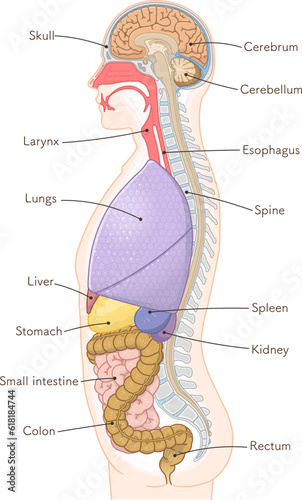 human figure sideview