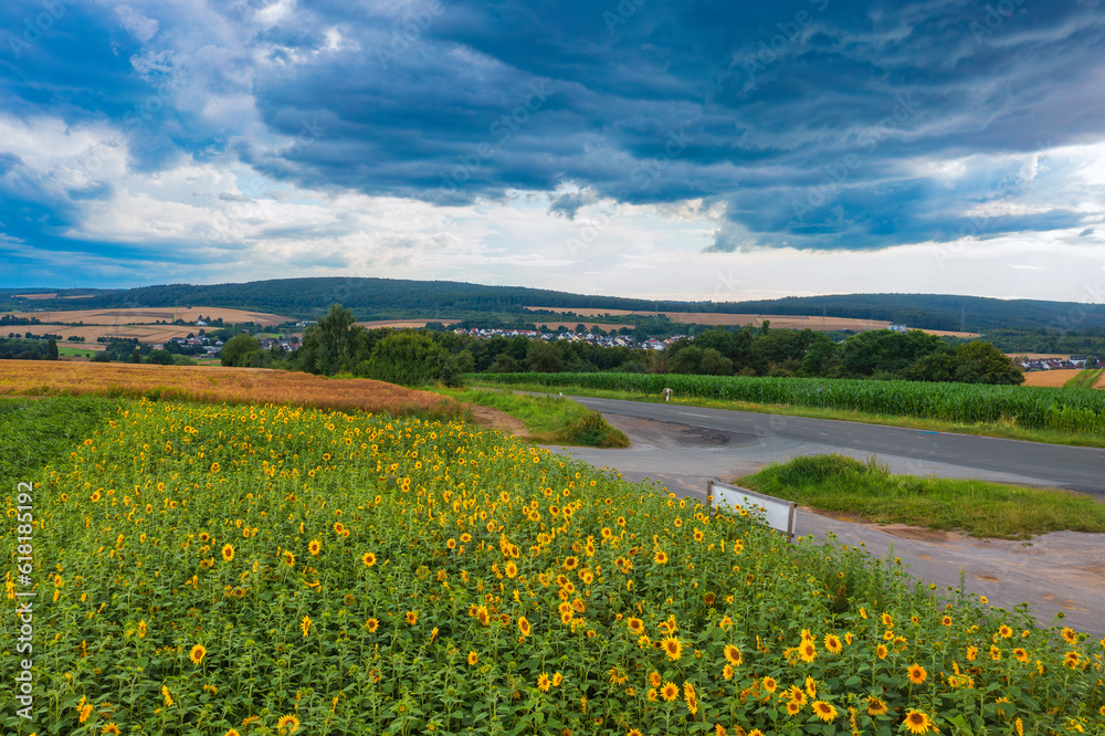Bird's-eye view of a sunflower field near Idstein/Germany in the Taunus mountains shortly before a thunderstorm