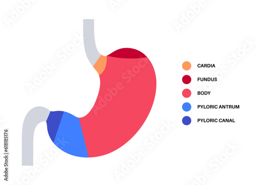 Stomach sections diagram photo