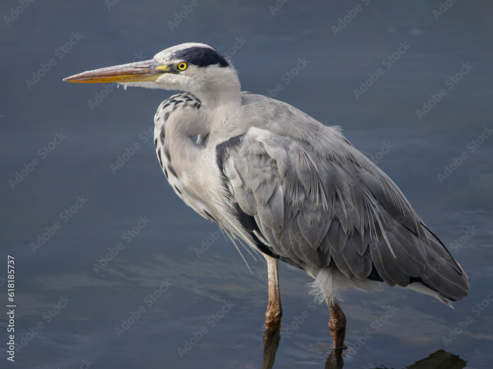 Young heron portrait Young heron portrait