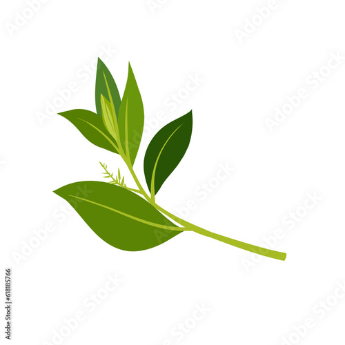 Aromatherapy herbs for essential oils collection