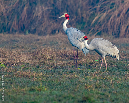 A pair of Sarus Crane