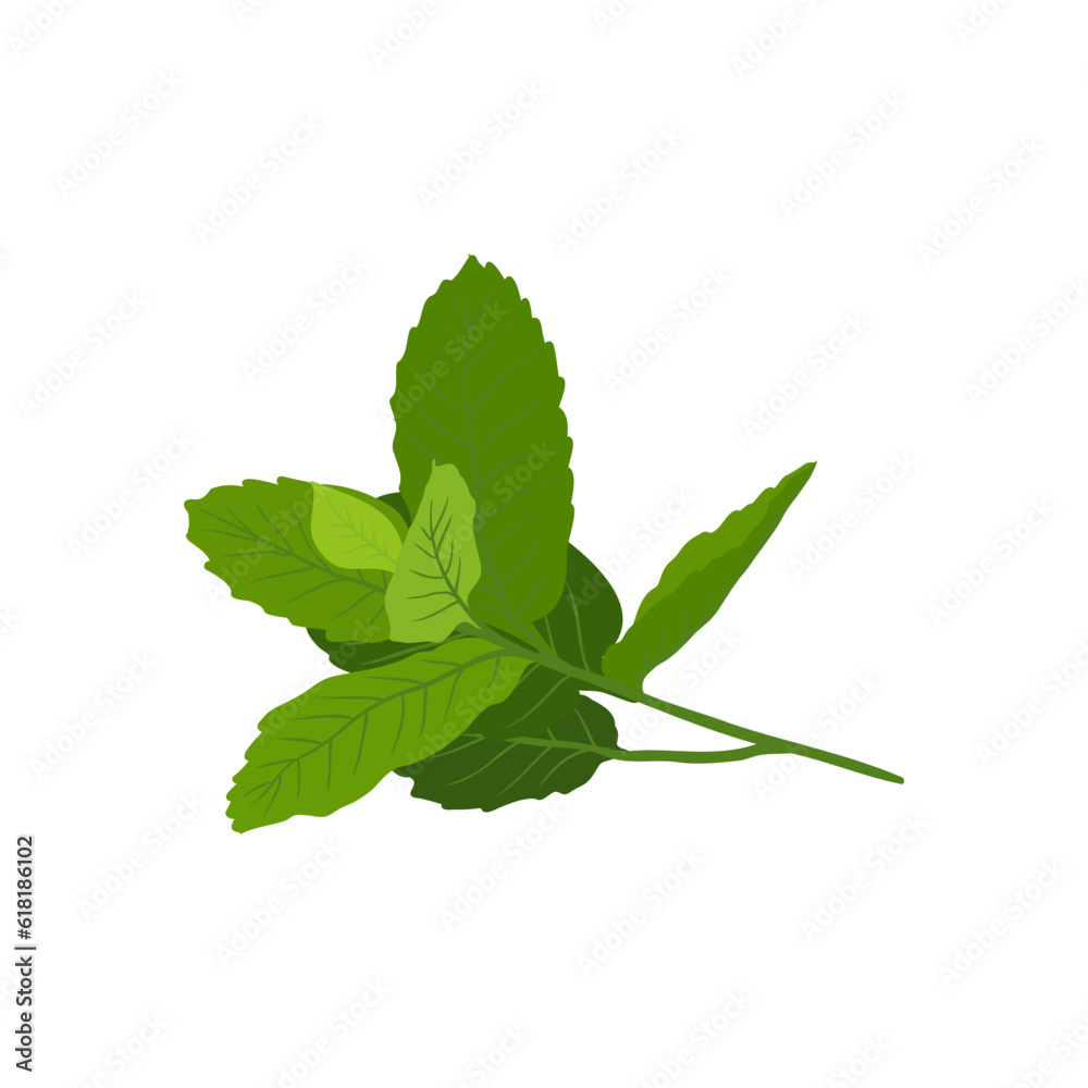 Aromatherapy herbs for essential oils collection Aromatherapy herbs for essential oils collection