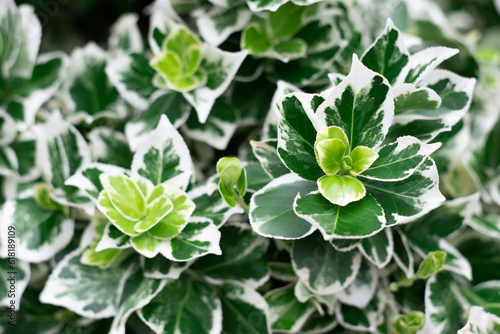 Fotografie Euonymus Fortunei Emerald Gaiety with green and white leaves