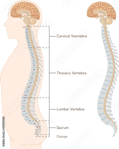 human figure sideview,spine,cervical vertebra,thoracic vertebra,lumber vertebra,sacrum,illustration