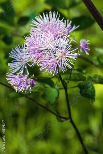 Blüte