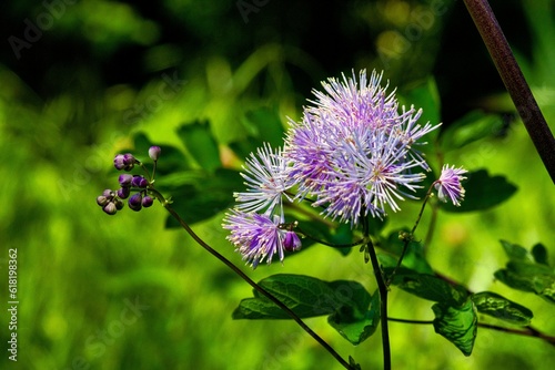 Blüte