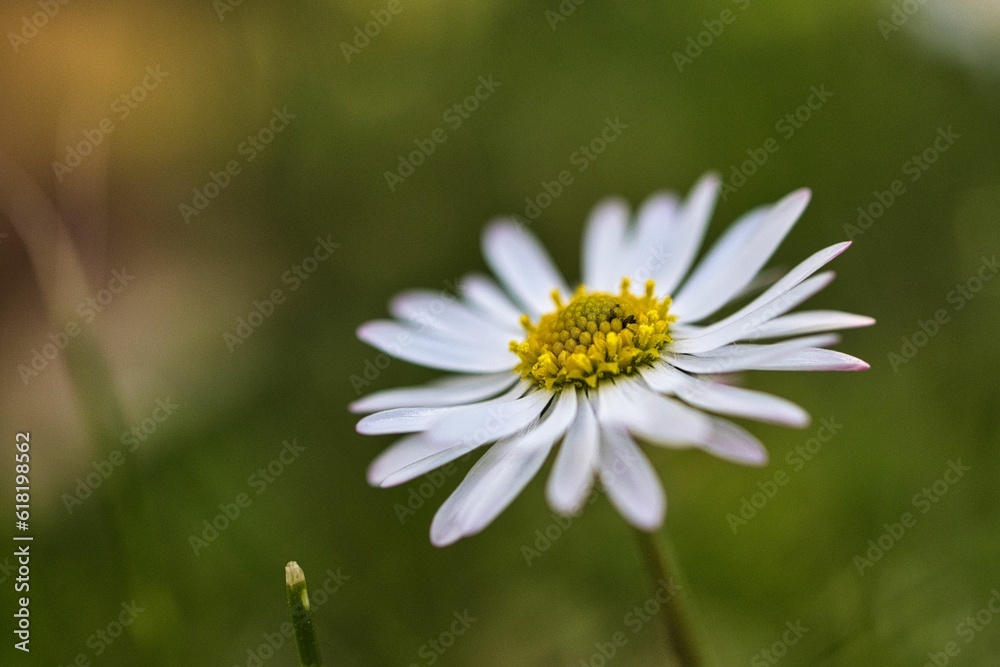Fototapeta premium Gänseblümchen