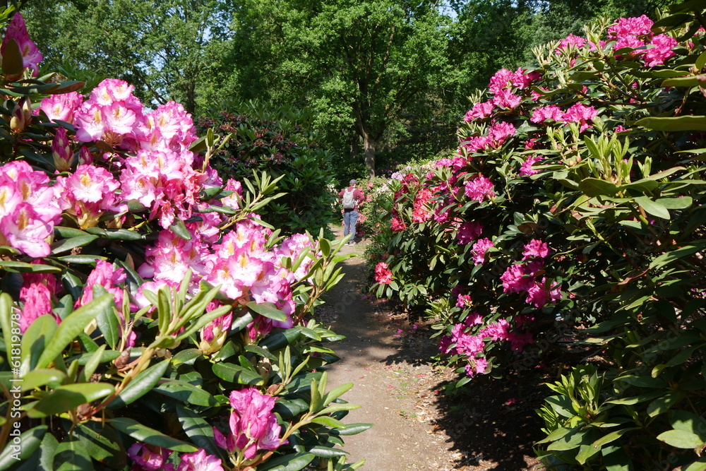 Weg im Bremer Rhododendronpark