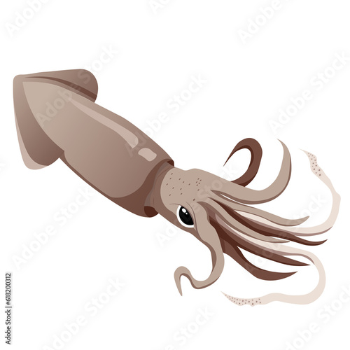 fresh squid in the ocean photo