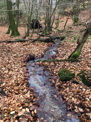 stream in the forest