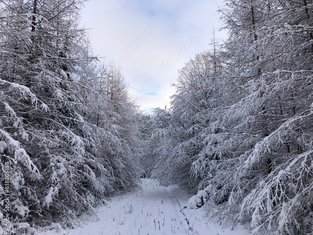 Obraz premium winter forest in the snow