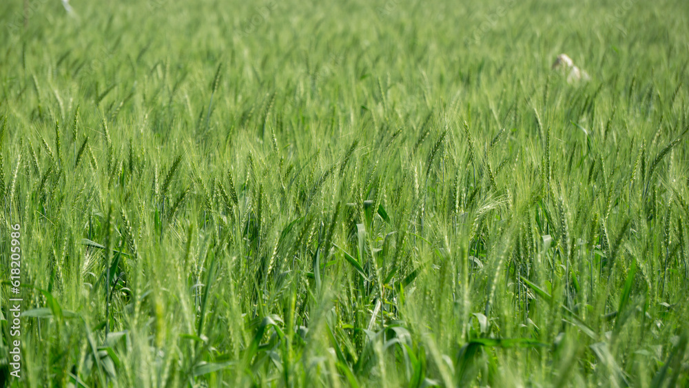 Agriculture in South Asia. Green wheat field. Wide fields full of green grains of wheat. Agriculture in South Asia. Green wheat field. Wide fields full of green grains of wheat.