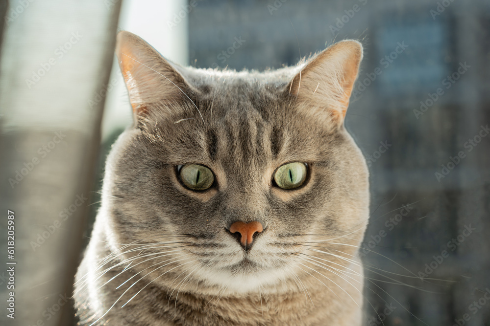 Cute pet. Surprised cat sits on the windowsill with wide open eyes and looks down. Back sunset light. High quality photo