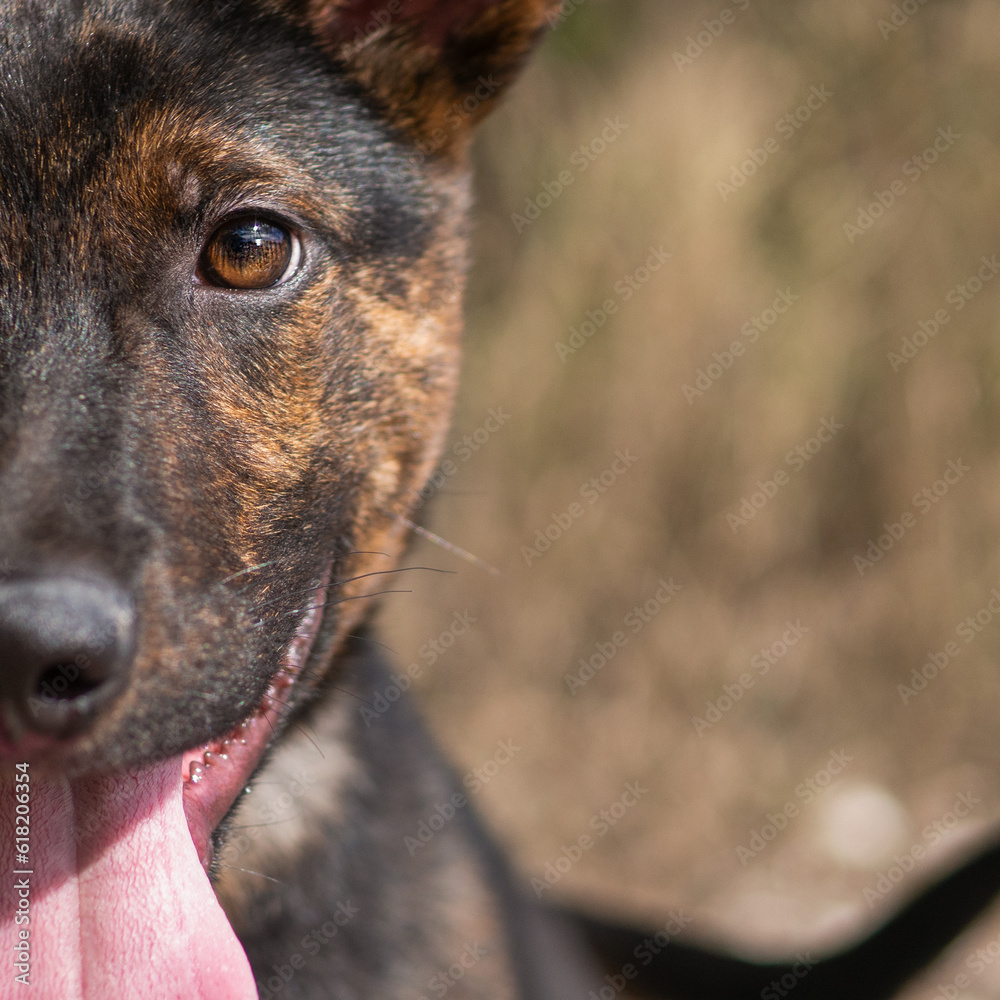 Mixed breed, Mixed breed,