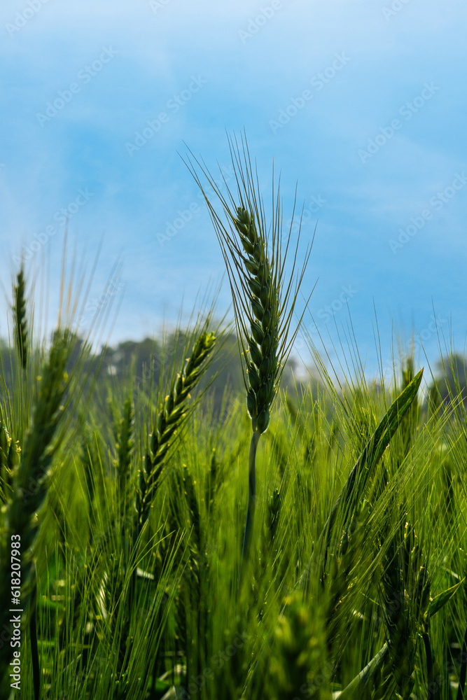 Green wheat field landscape. A vast field filled with green grains of wheat. Closeup image of large wheat grain. Bangladesh is an agricultural country in South Asia. Green wheat field landscape. A vast field filled with green grains of wheat. Closeup image of large wheat grain. Bangladesh is an agricultural country in South Asia.
