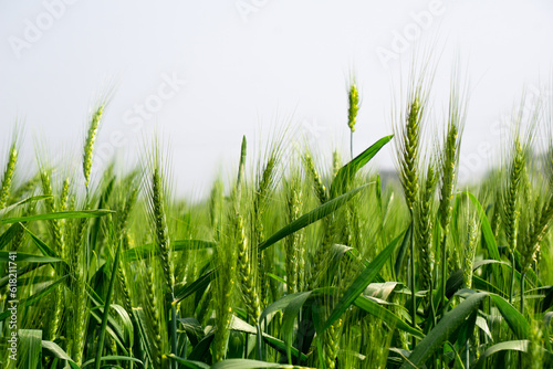 Green wheat field landscape. A vast field filled with green grains of wheat. Closeup image of large wheat grain.