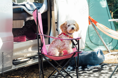 Cute cockapoo puppy pet sitting on travel chair near camper van in forest camp during road trip. Best friend. free lifestyle, vacation. Travel with pet. Selective focus.