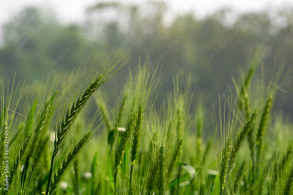 Green wheat field landscape. A vast field filled with green grains of wheat. Closeup image of large wheat grain.