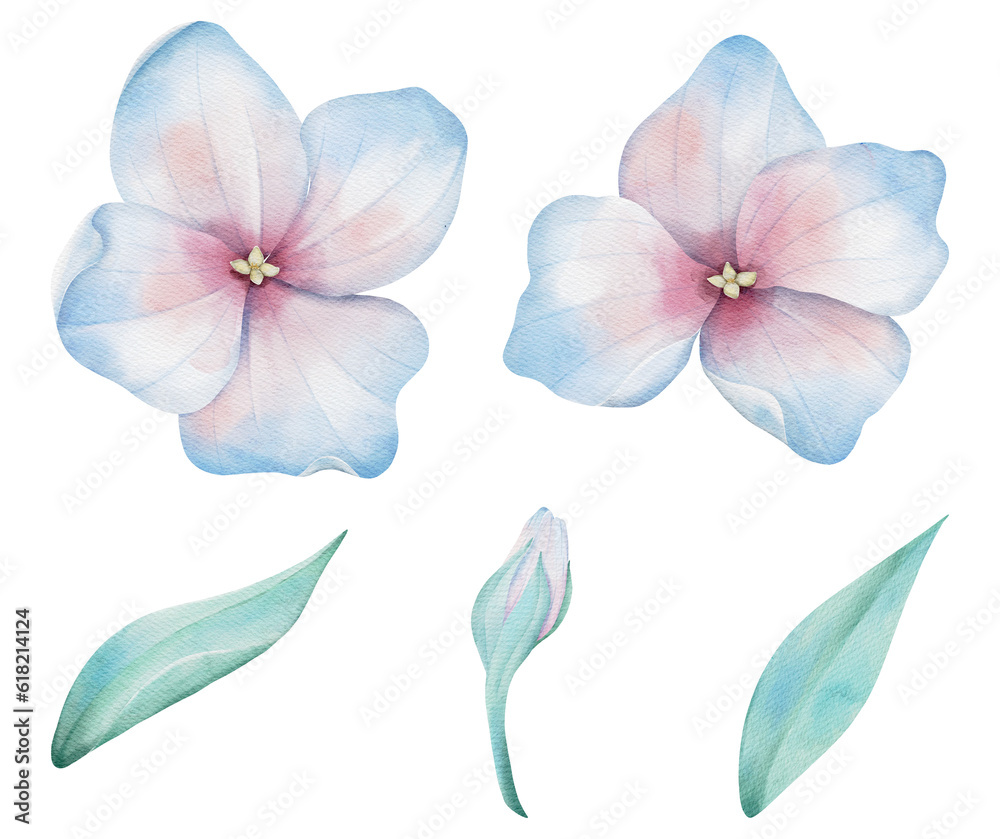 Fototapeta premium Watercolor Floral Bundle with Leaves and Branches and Buds, Hand drawn illustration