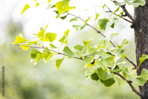 a lush ginkgo tree blur