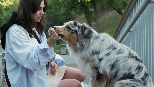 Young woman interacting with her cute aussie dog. Blue merle australian shepherd dog in urban park area next to female owner